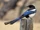 Black-billed Magpie