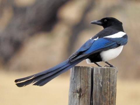 american magpie