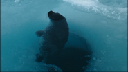 Arctic Tale (2007)