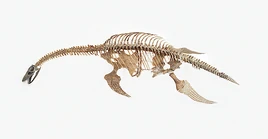Fossil-skeleton-of-plesiosaur-dorling-kindersleyuig