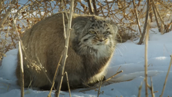 Pallas' Cat, Cincinnati Zoo and Botanical Garden Wiki