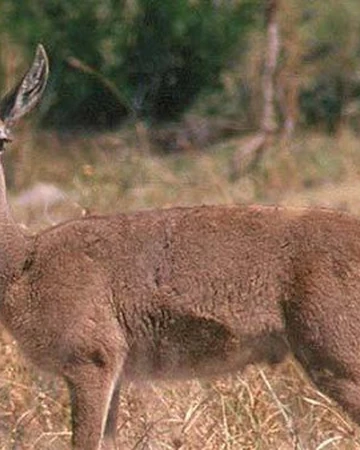 Reebok animal wiki Clearance