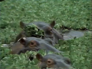 Serengeti Diary (1989)