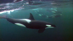 List of Species in The Blue Planet | NatureRules1 Wiki | Fandom List of Species in The Blue Planet | NatureRules1 Wiki | Fandom