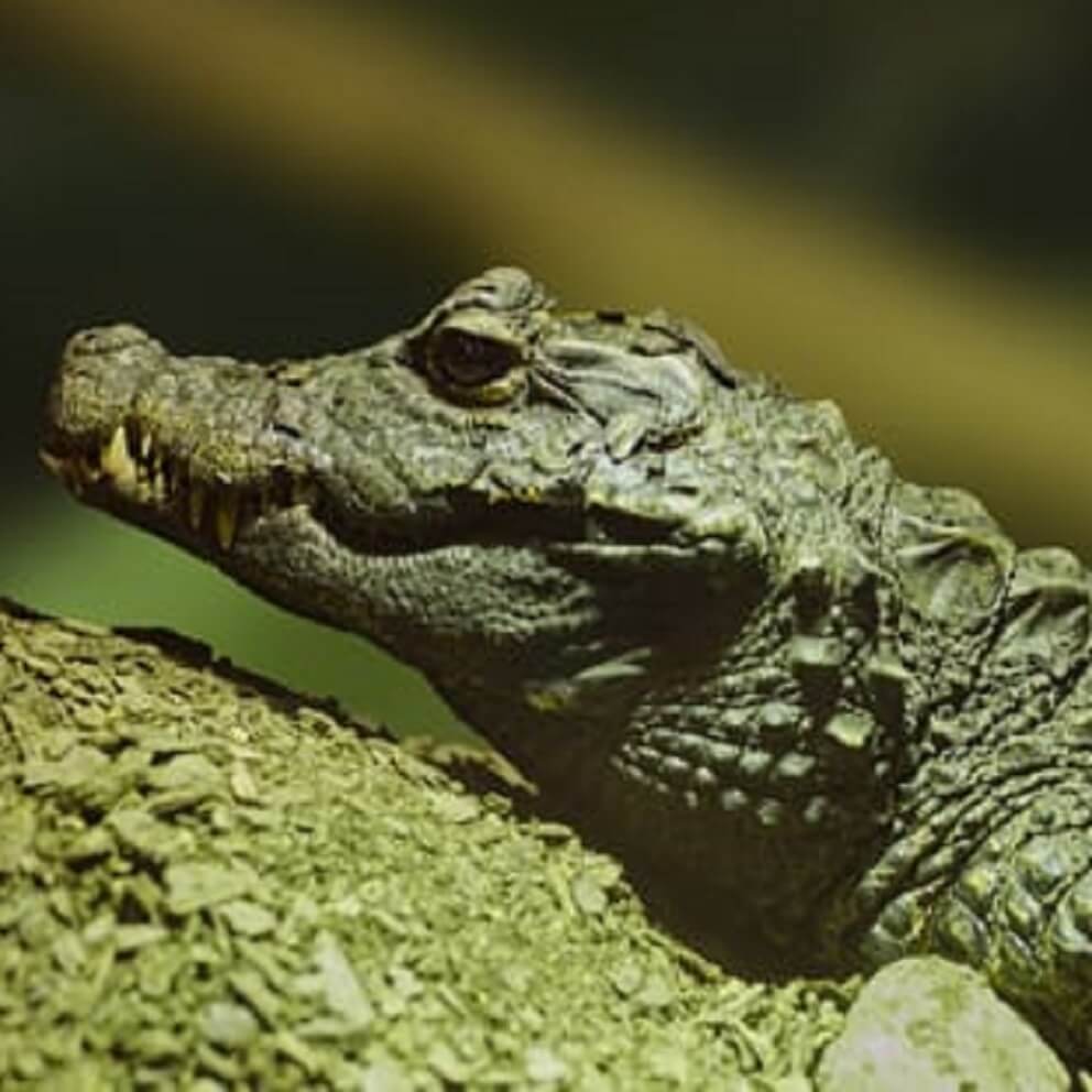 小物 WILDSWANS CROCODILE / GENERAL(SD) BLACK Amazon.com: Safari Ltd. Crocodile Figurine - Detailed 6