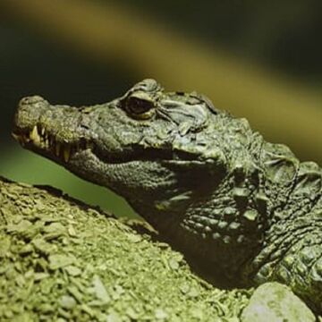 小物 WILD SWANS CROCODILE / NORMA(S) botas-de-cocodrilo-caiman-cola