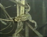 Wildlife on One (1977-2005)