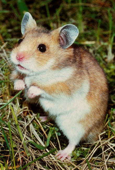 Campbell's Dwarf Hamster, NatureRules1 Wiki