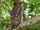 Brown Fish Owl