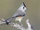 Black-crested Titmouse