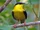 Golden-collared Manakin