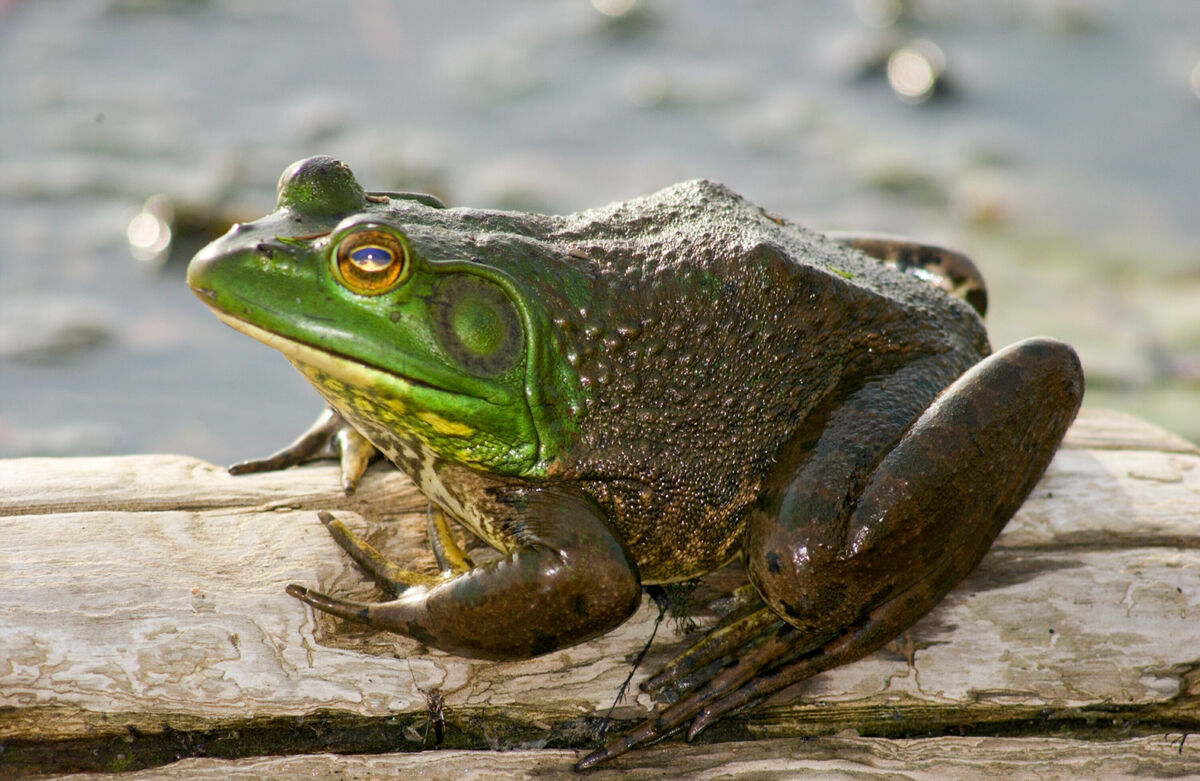American Bullfrog NatureRules1 Wiki Fandom