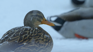 Animal (2021)