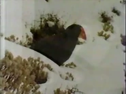 Birds of Paradox (1985)