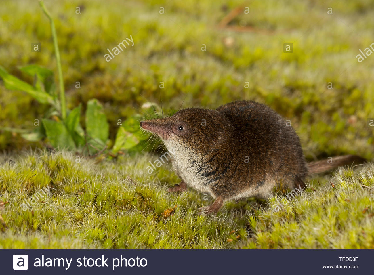 Eurasian Pygmy Shrew | NatureRules1 Wiki | Fandom