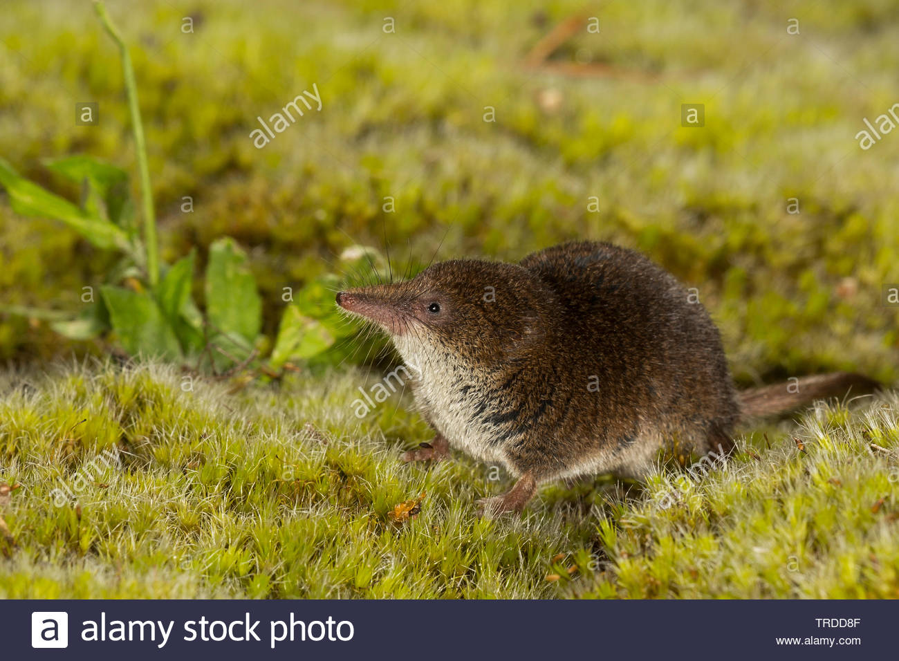 Eurasian Pygmy Shrew | NatureRules1 Wiki | Fandom Eurasian Pygmy Shrew | NatureRules1 Wiki | Fandom