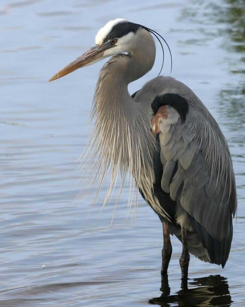 Heron - Wikipedia