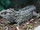 Northern Tuatara