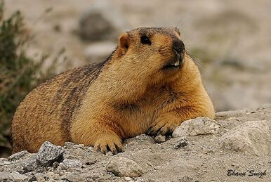 Marmot outland cheap