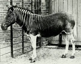 Quagga zeber