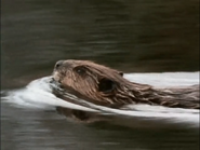 Wild America (1982-1994)