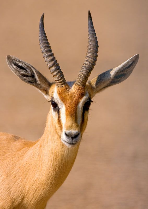Dorcas Gazelle Naturerules1 Wiki Fandom