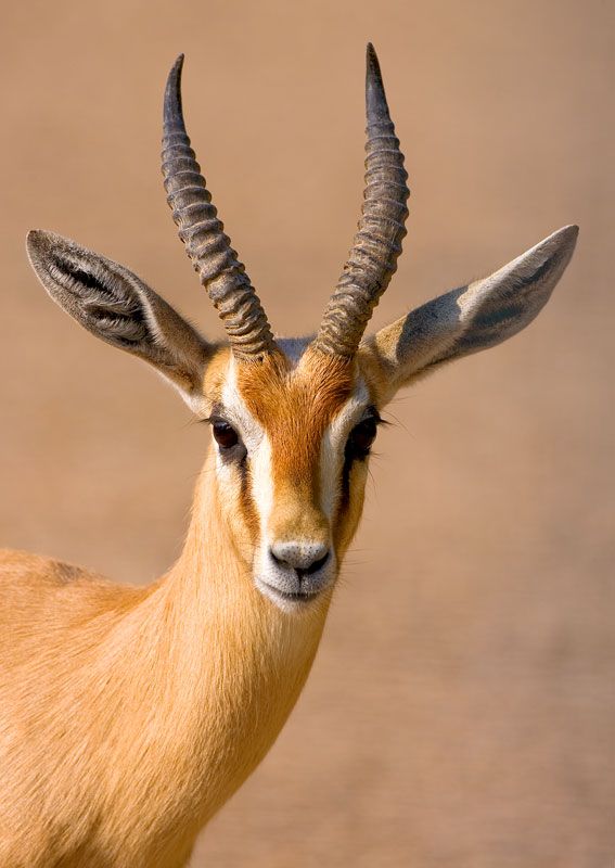 Dorcas Gazelle Naturerules1 Wiki Fandom