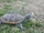 Diamondback Terrapin