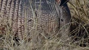 American Ocelot (2022)