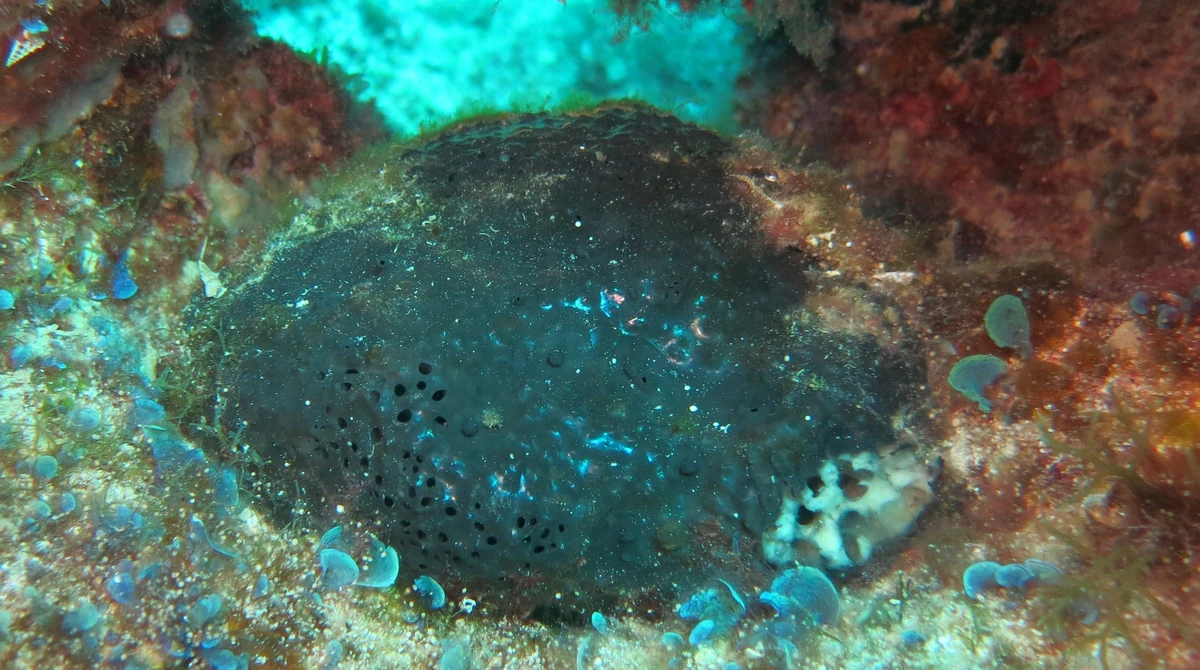 Bath Sponge NatureRules1 Wiki Fandom