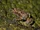 Borneo Tree-hole Frog