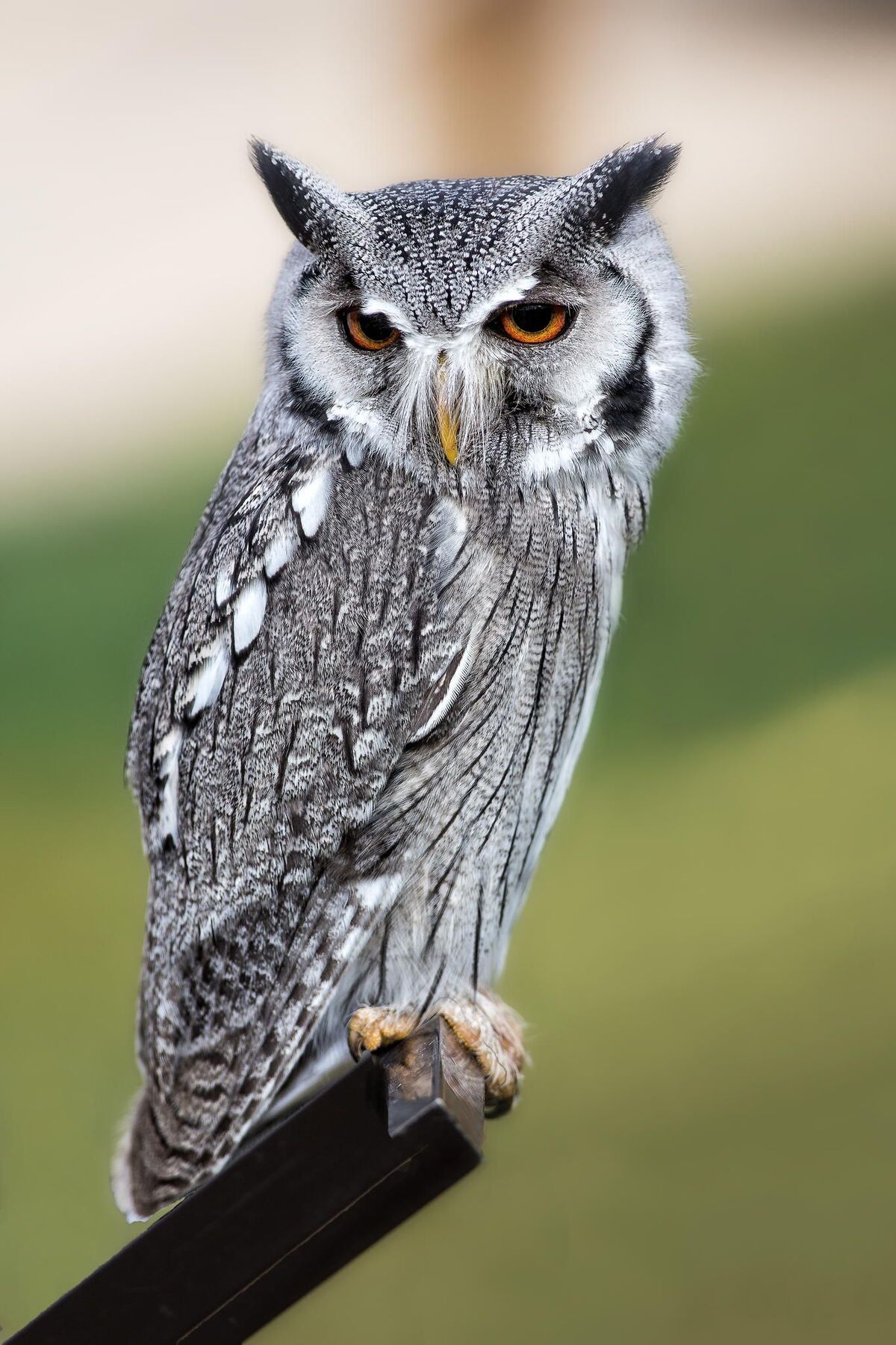 Northern White-faced Owl, NatureRules1 Wiki