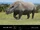 Embolotherium