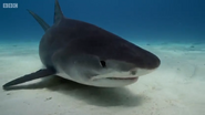 Shark (2015)