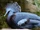 Victoria Crowned Pigeon