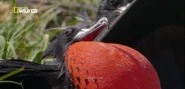 Wild Untamed Brazil (2014)
