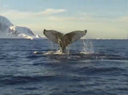 Wildest Antarctica (1998)