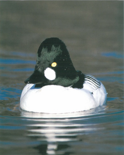 Common goldeneye - Wikipedia