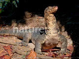 Asian Water Monitor