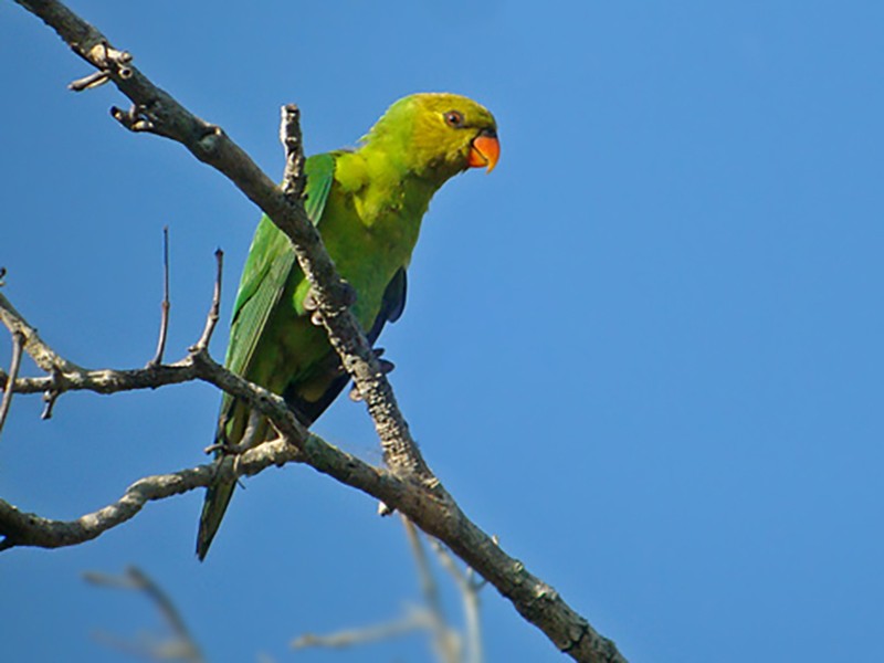 Olive-headed Lorikeet | NatureRules1 Wiki | Fandom