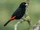 Scarlet-rumped Tanager