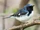 Black-throated Blue Warbler
