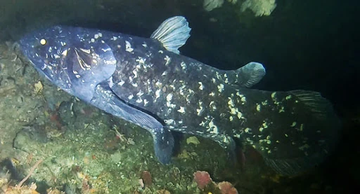 West Indian Ocean Coelacanth | NatureRules1 Wiki | Fandom