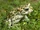 European Green Toad