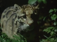 Eyewitness (1994-1997)