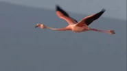 Galapagos (2006)