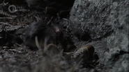 Iberia's Woodlands: Life on the Edge (2020)