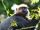 Nilgiri Langur