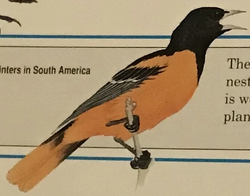 Oriole de Baltimore — Wikipédia