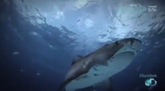 Shark Week (1987)